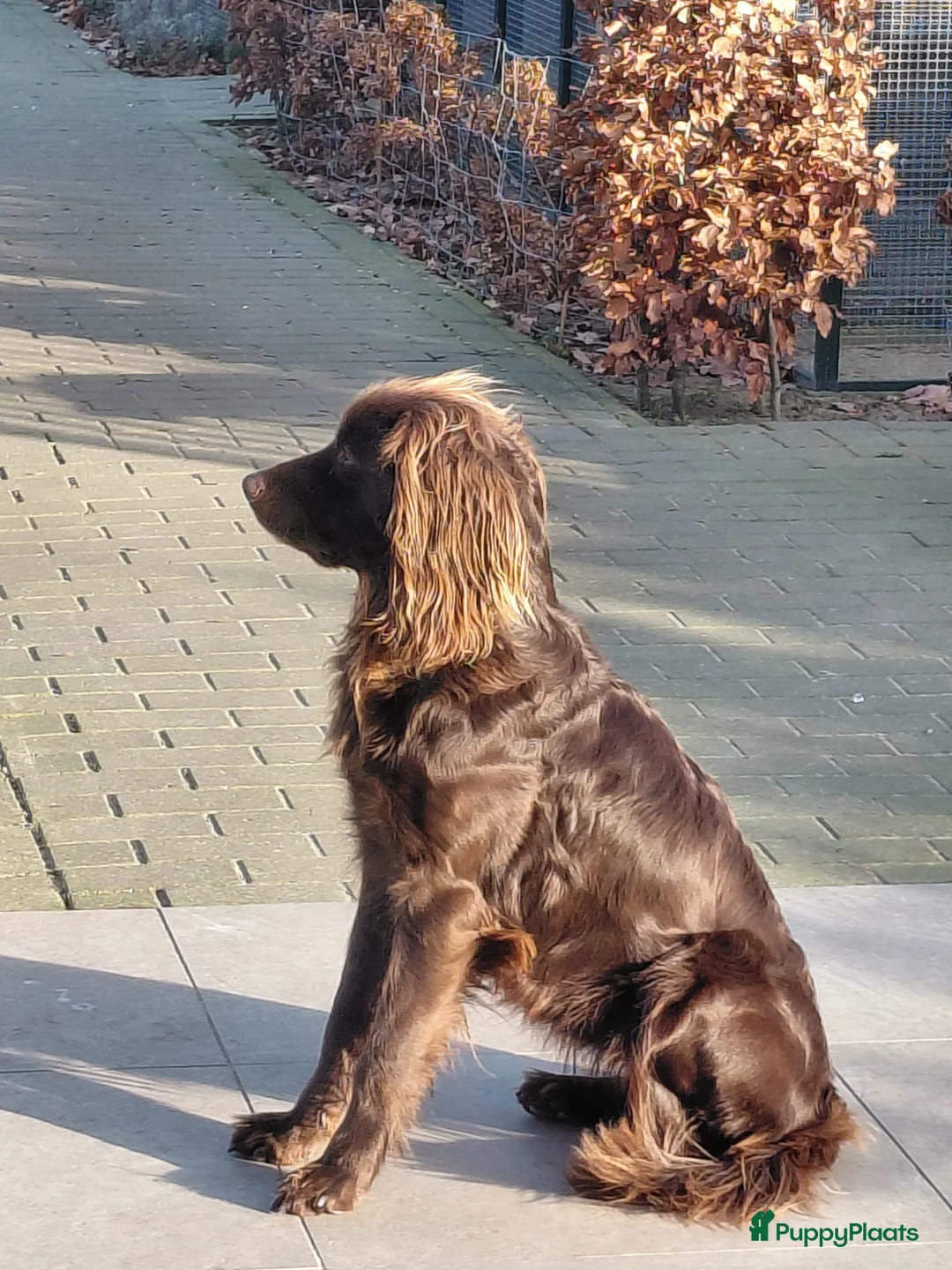Duitse Staande Hond Langhaar honden te koop: Duitse Staande Lanhaar Nestaankondiging begin juni in Schijndel - Advertentie 2