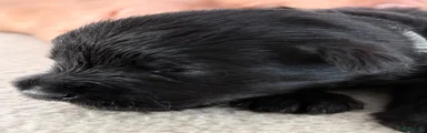 Dwergschnauzer 4