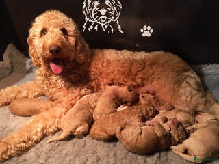 Kruising honden Goldendoodle Medium Pups Geboren - Advertentie 1