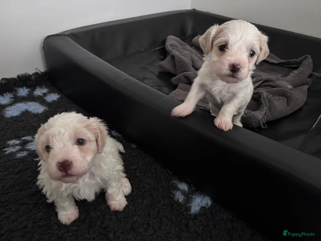 Kruising honden te koop: Maltipoo x Shih Tzu puppies - Advertentie 4