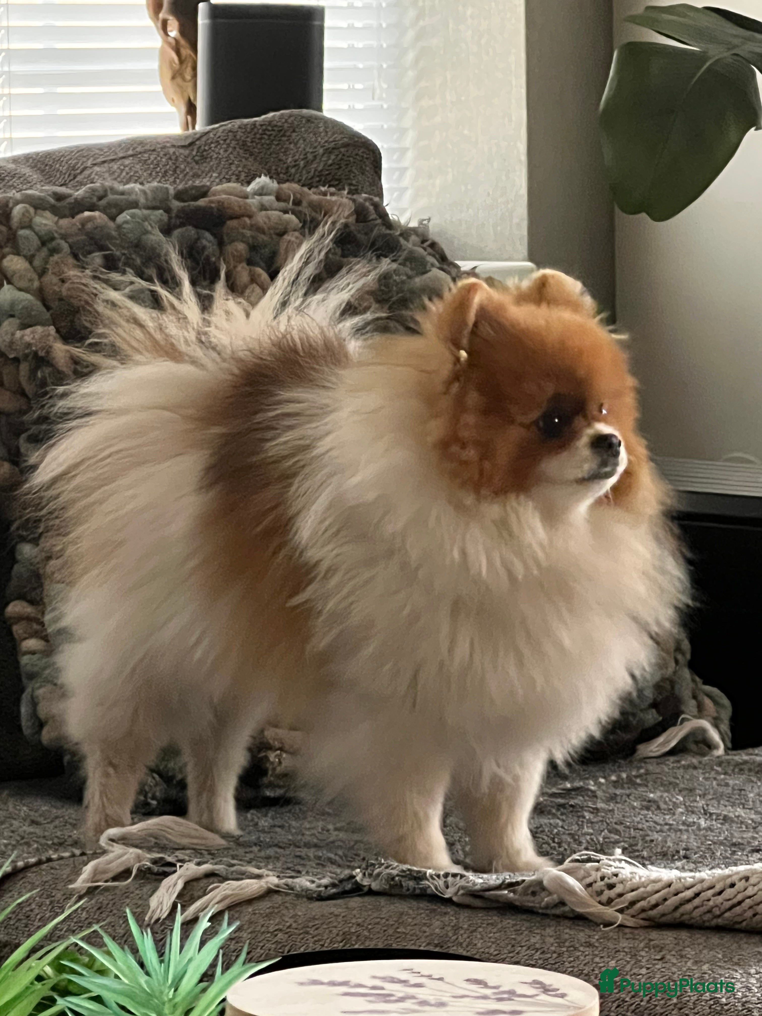 Pomeriaan honden Beautiful Healthy Bearface  Pomeranian Puppy - Advertentie 4