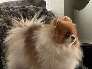 Pomeriaan honden Beautiful Healthy Bearface Pomeranian Puppy - Advertentie 6