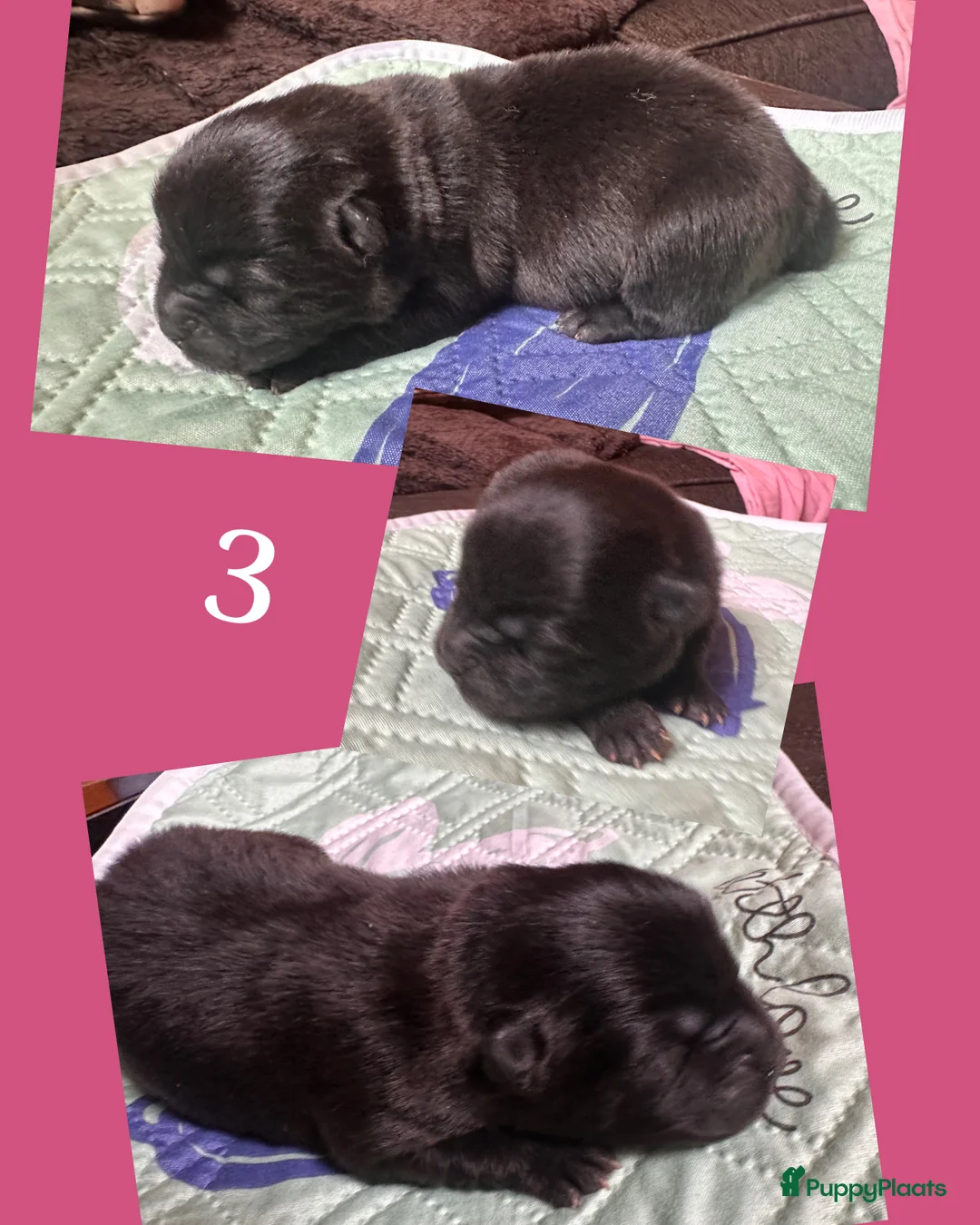 Chow Chow honden te koop: Mini Chow chow - Advertentie 4