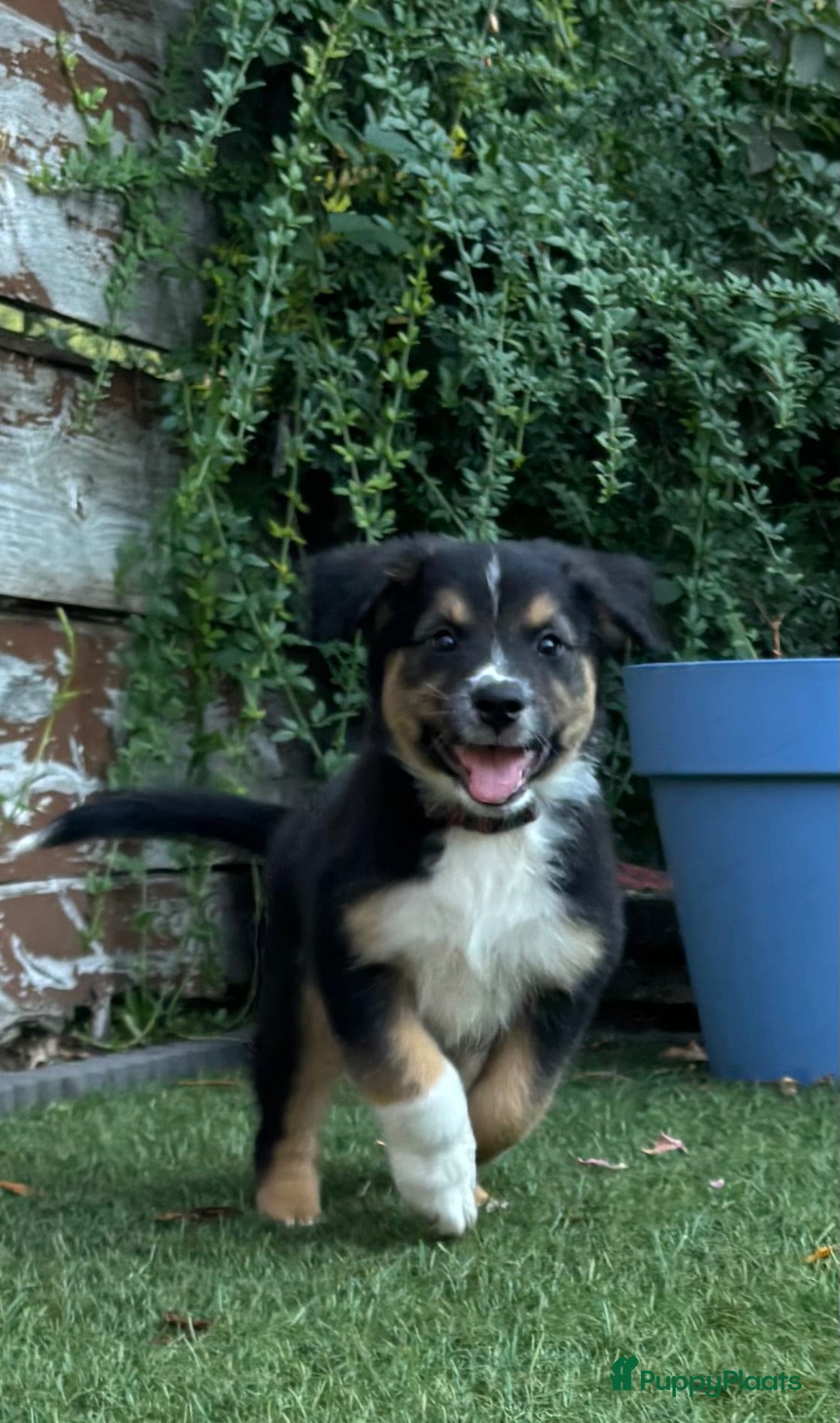 Australian Shepherd honden Lieve Australian Shepherd pups - Advertentie 2