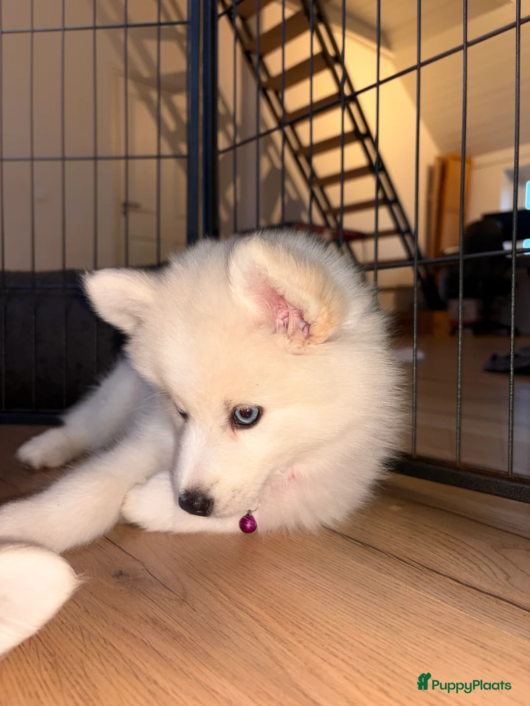 Pomsky honden te koop: Pomsky pups te koop –blauwe ogen–nog 1 beschikbaar - Advertentie 5