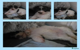 Havanezer honden te koop: Prachtige havanezer pups chocolade/wit in Weert - Afbeelding 2