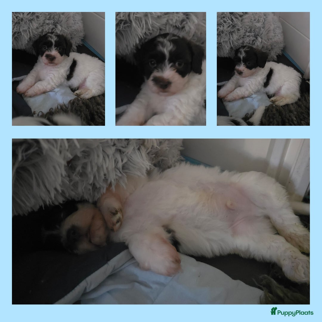 Havanezer honden te koop: Prachtige havanezer pups chocolade/wit in Weert - Afbeelding 2