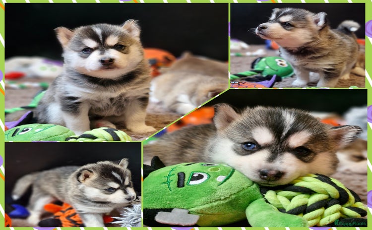 Pomsky honden - Advertentie 6