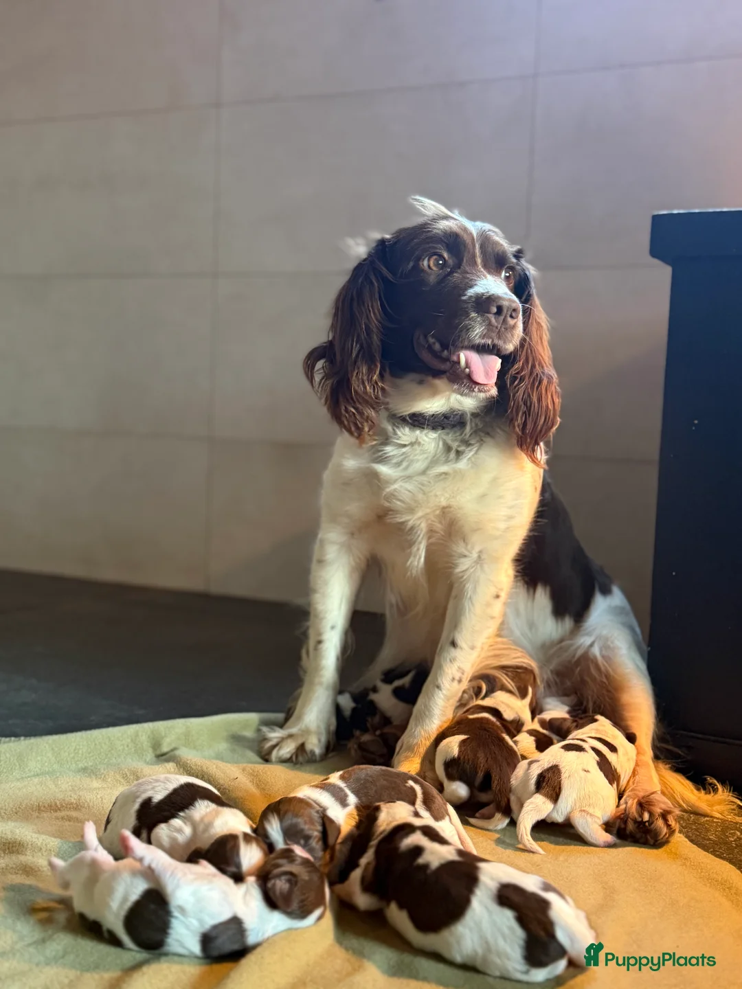 Engelse Springer Spaniel honden te koop: Engelse Springer Spaniël pups - Advertentie 3