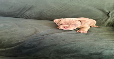 Amerikaanse Bully honden - Advertentie 1