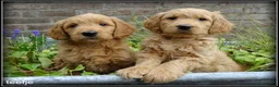 Goldendoodle honden te koop: Goldendoodle pups. Zie omschrijving. - Advertentie 3