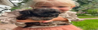 Kruising 7