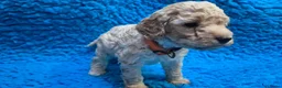Cockapoo honden te koop: Kleine maat cockapoo pups - Advertentie 38