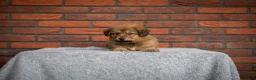 Kruising honden te koop: Gave Toller x Oud Duitse herder pups - Advertentie 3
