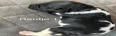 Friese Stabij Puppy 1