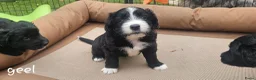 Bearded Collie honden te koop: Bearded Collie outcross - Advertentie 10