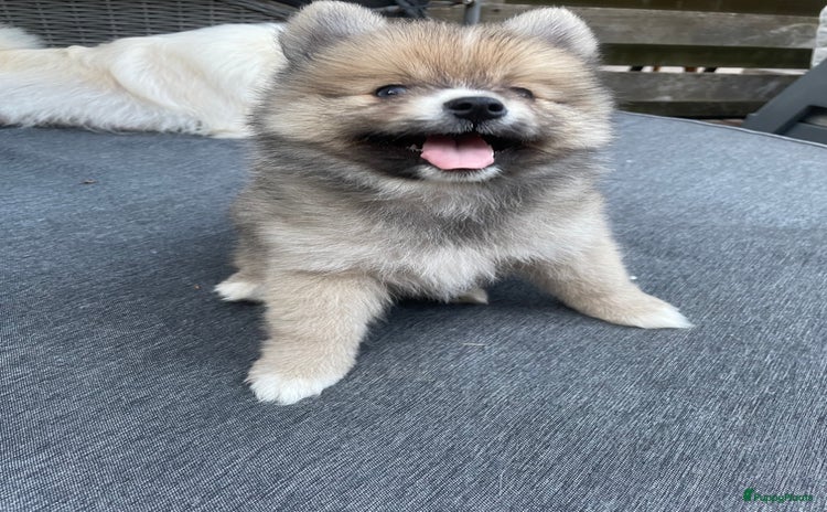 Pomsky honden - Advertentie 1