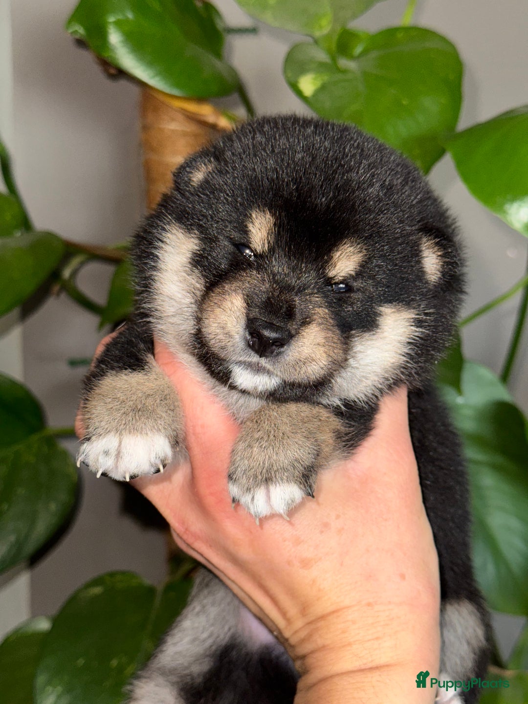 Shiba honden te koop: Shiba Inu pups met FCI stamboom - Afbeelding 13
