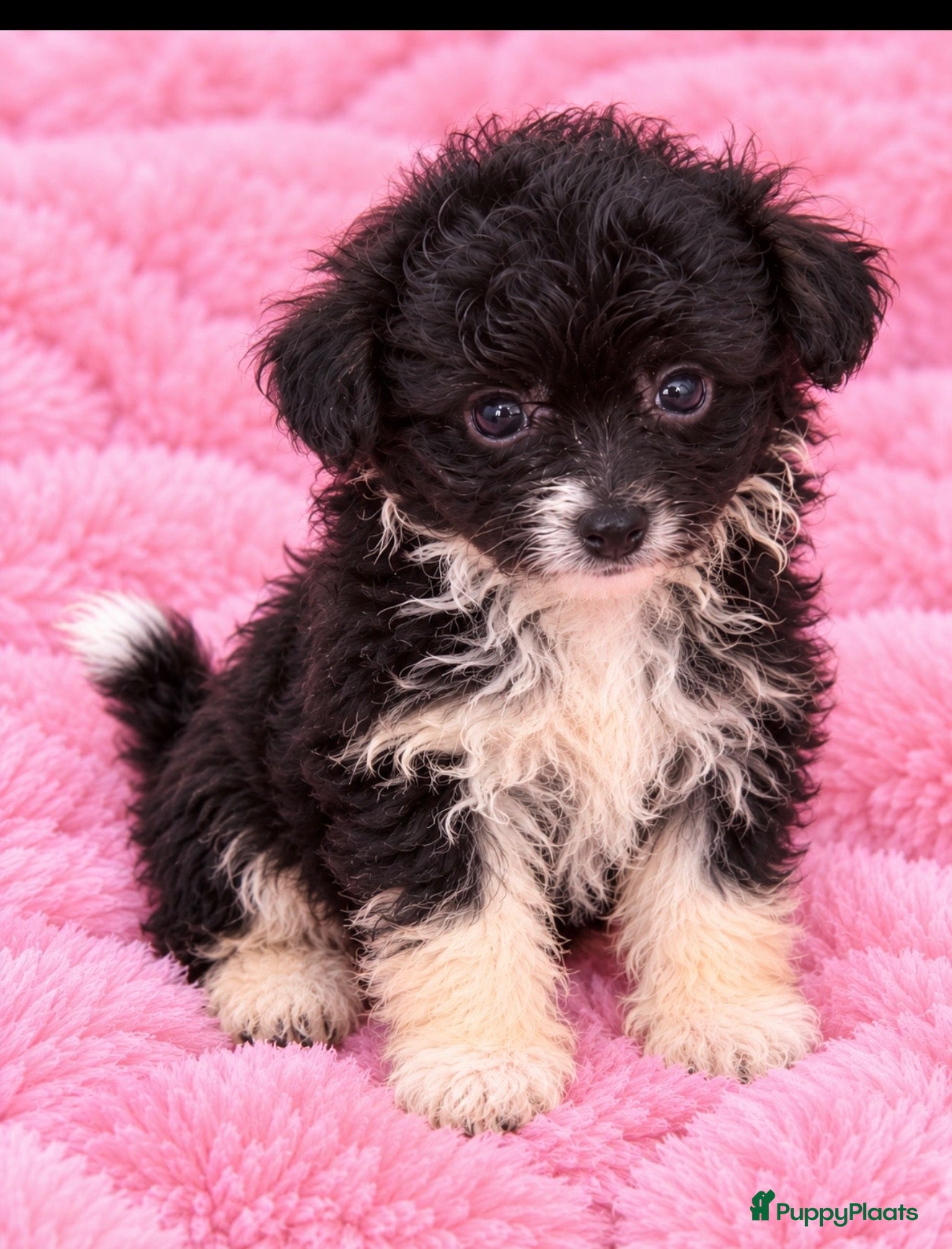 Kruising honden Pomapoo reutje  - Advertentie 14