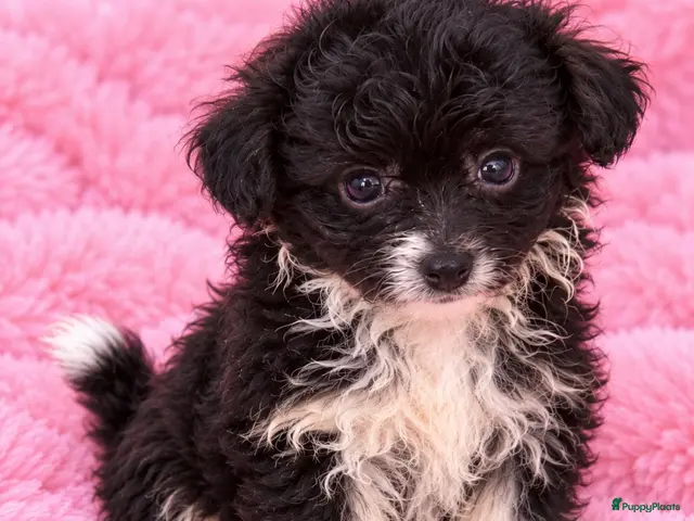 Kruising honden Exclusieve klein blijvende Pomapoo reutje - Advertentie 16