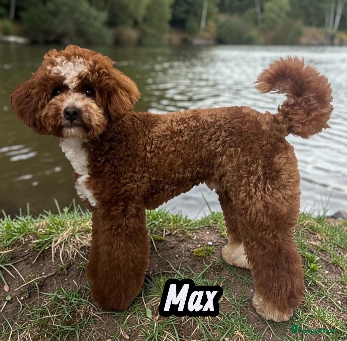 Poedel Toy honden  toy/dwerg poedel dekreutjes met fci stamboom - Advertentie 1
