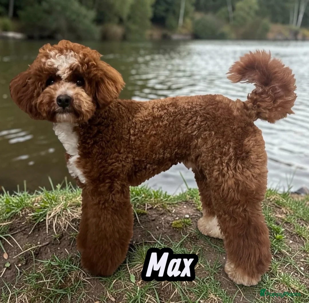 Poedel Toy honden ter dekking:  toy/dwerg poedel dekreutjes met fci stamboom - Advertentie 2