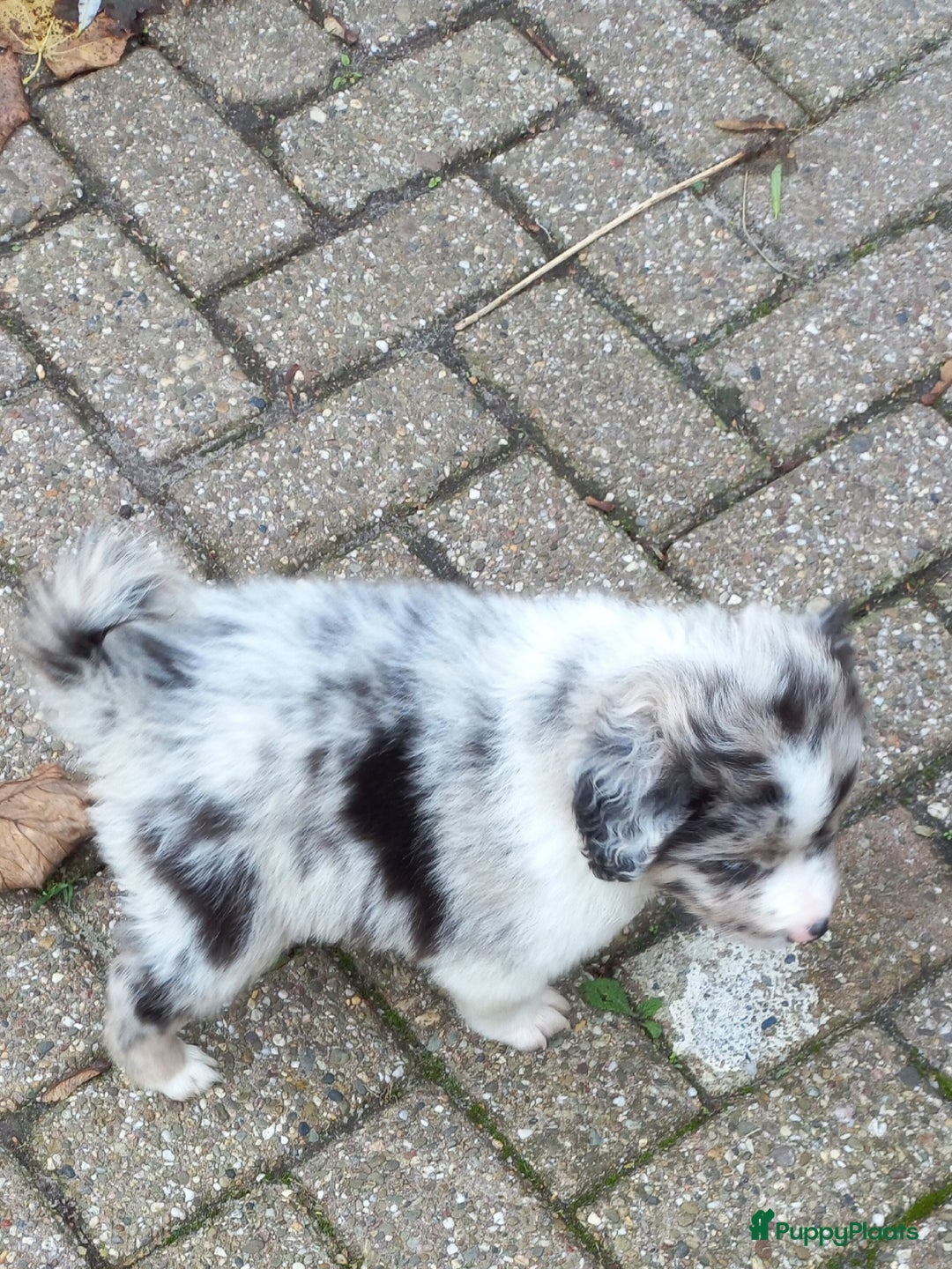 Kruising honden te koop: Mooie pups  mogen weg in de week van 27 november - Advertentie 17