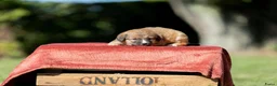 Nova Scotia Duck Tolling Retriever honden te koop: Gesocialiseerde Toller pups beschikbaar! - Advertentie 2