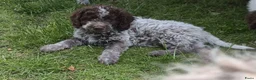 Lagotto Romagnolo honden te koop: Italiaanse waterpuppy's - Advertentie 19