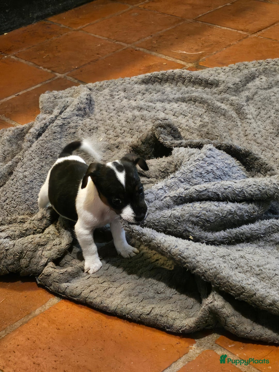 Jack Russel Terriër honden te koop: Jack russel pups (laagbenig) in Baarle-Nassau - Afbeelding 3