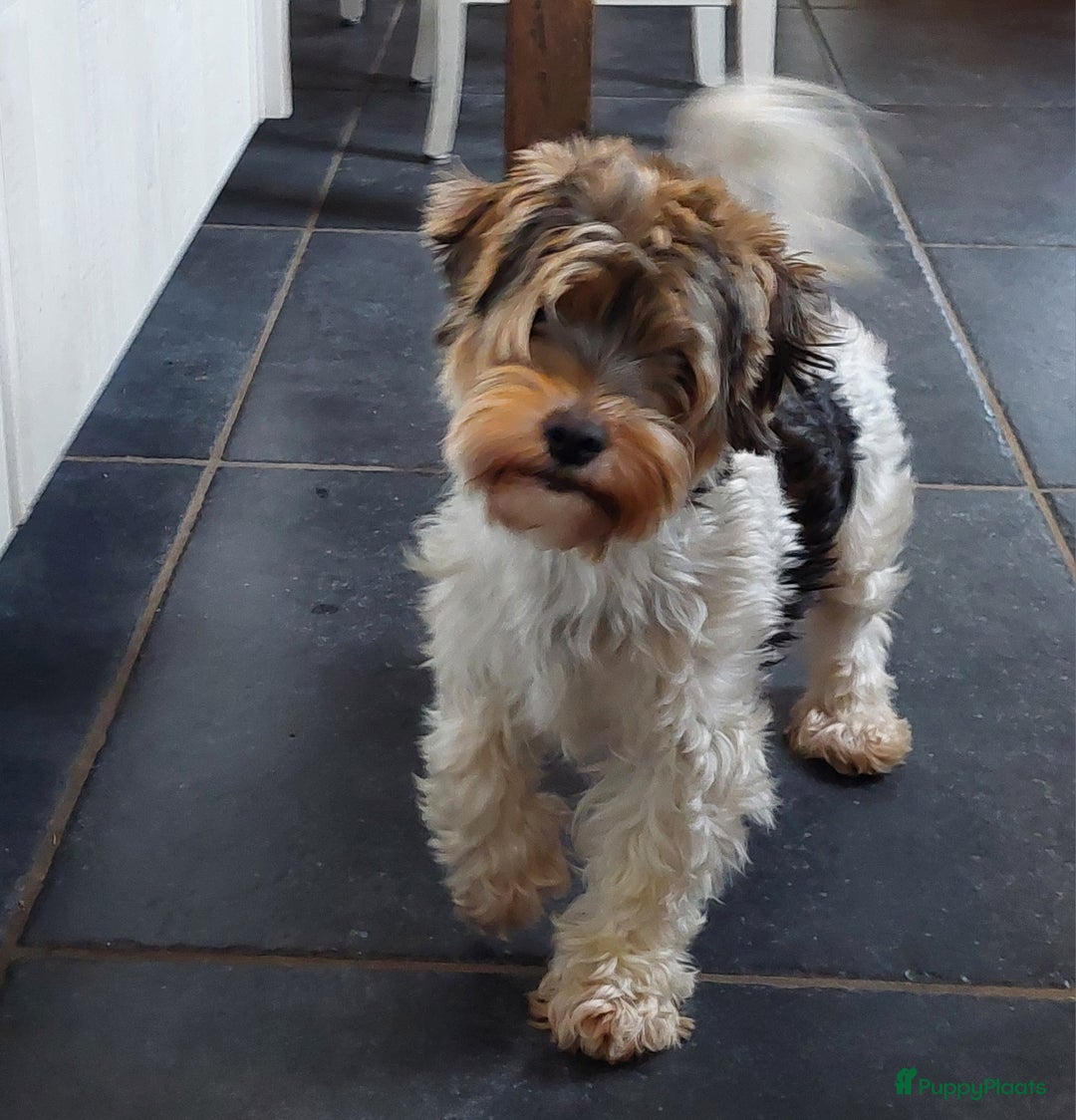 Kruising honden te koop: Biewer/Yorkshire pups - Advertentie 1