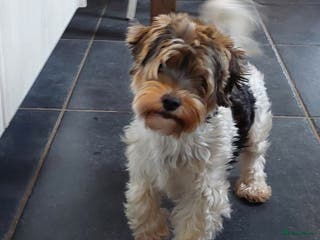 Kruising honden Biewer/Yorkshire pups - Advertentie 2