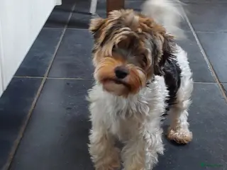 Kruising honden Biewer/Yorkshire pups - Advertentie 13