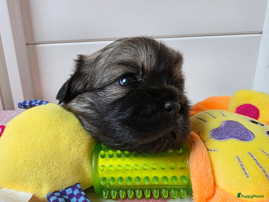 Tibetaanse Spaniel honden te koop: Tibetaanse spaniel pups beschikbaar (Groningen) - Advertentie 11