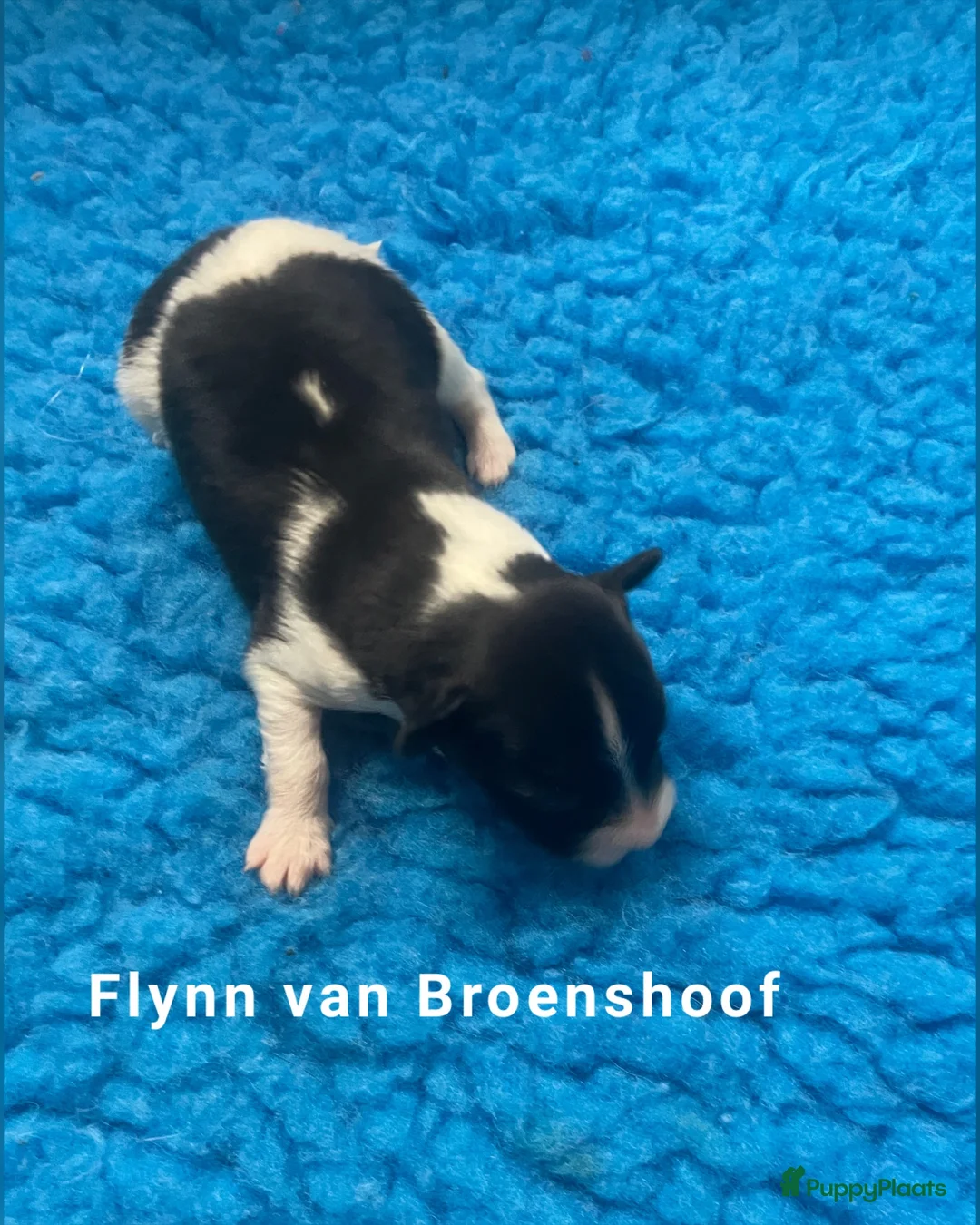 Vlinderhondje honden te koop: Prachtige vlinderhondjes met stamboom  - Advertentie 2