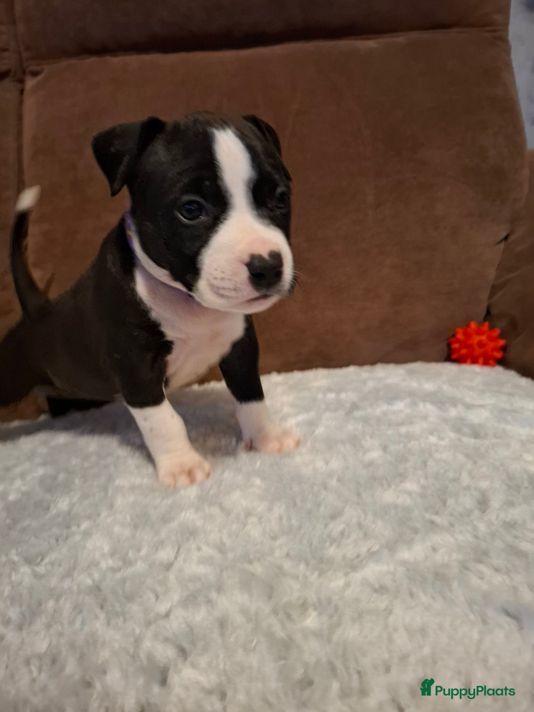 American Staffordshire Terriër honden te koop: American Staffordshire Terriers Pupps  - Advertentie 14