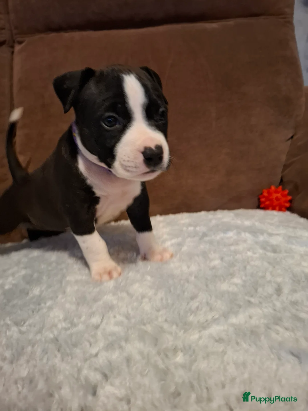 American Staffordshire Terriër honden te koop: American Staffordshire Terriers Pupps  - Advertentie 18