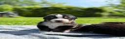 Berner Sennenhond honden te koop: Berner sennen pups met stamboom - Advertentie 1