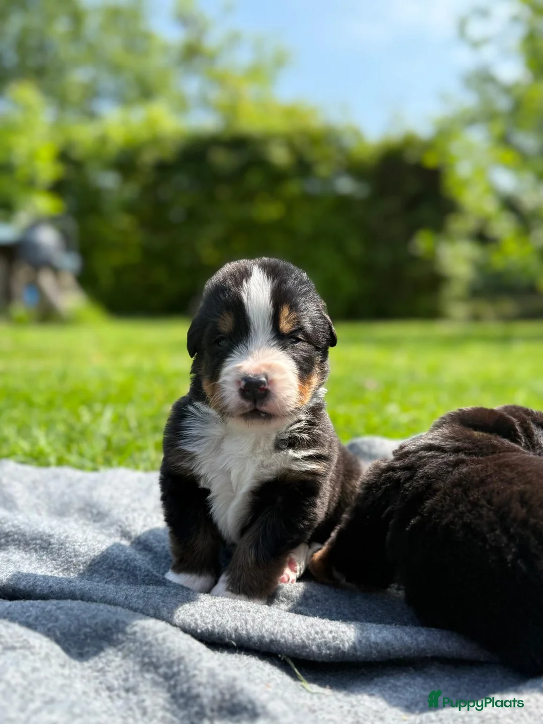 Berner Sennenhond honden te koop: Berner sennen pups met stamboom - Advertentie 1