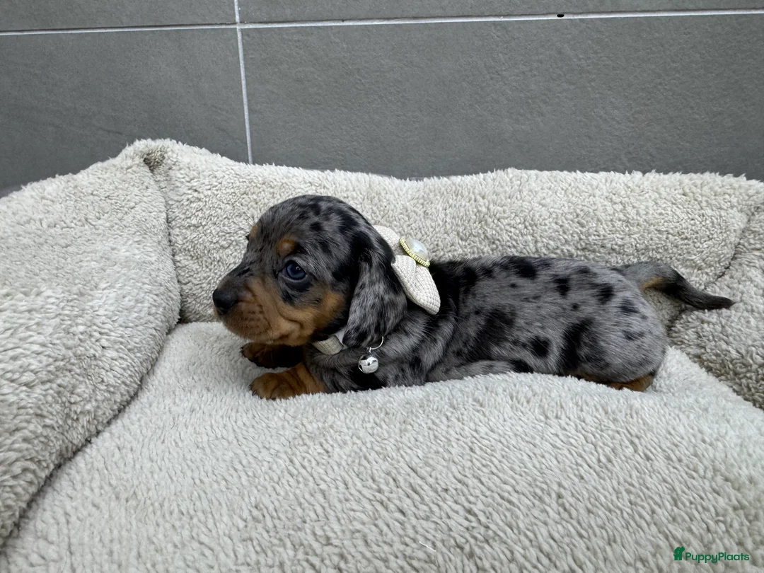 Kruising honden te koop: Speciale dwergteckel puppy’s  - Advertentie 13