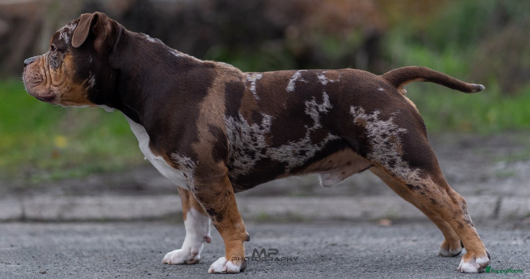 Amerikaanse Bully honden te koop: American Bully pocket  - Advertentie 2