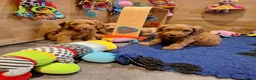 Kruising honden te koop: MINI Australian labradoodle pups - Advertentie 2