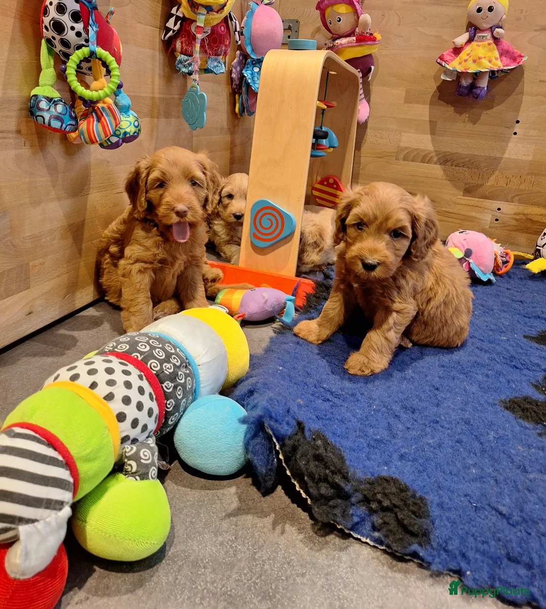Kruising honden te koop: MINI Australian labradoodle pups - Advertentie 2
