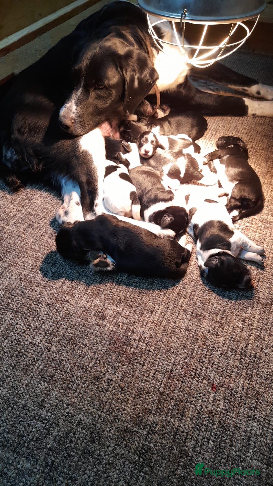 Labrador Retriever honden te koop: Mooie Pups Labrador/Duitsestaande Heidewachtel  - Afbeelding 6