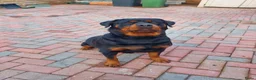 Rottweiler honden te koop: Rottweiler teef pup  - Advertentie 5