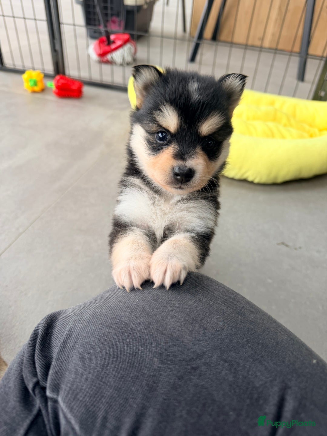 Kruising honden te koop: Prachtige Pomsky pups, in huis opgegroeid - Advertentie 12