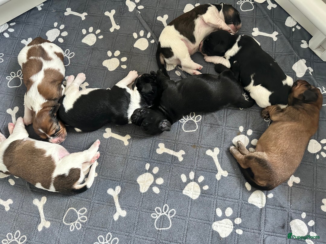 Kruising honden te koop: Nog 2 knuffelbare kruising puppy’s beschikbaar  - Afbeelding 20