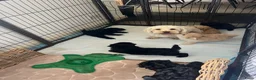 Maltipoo honden te koop: Vrolijke knappe maltipoo x toypoedel  - Advertentie 3