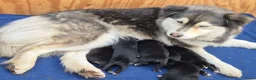 Kruising honden te koop: Pomsky x shiba inu (1/4) pups - Advertentie 9