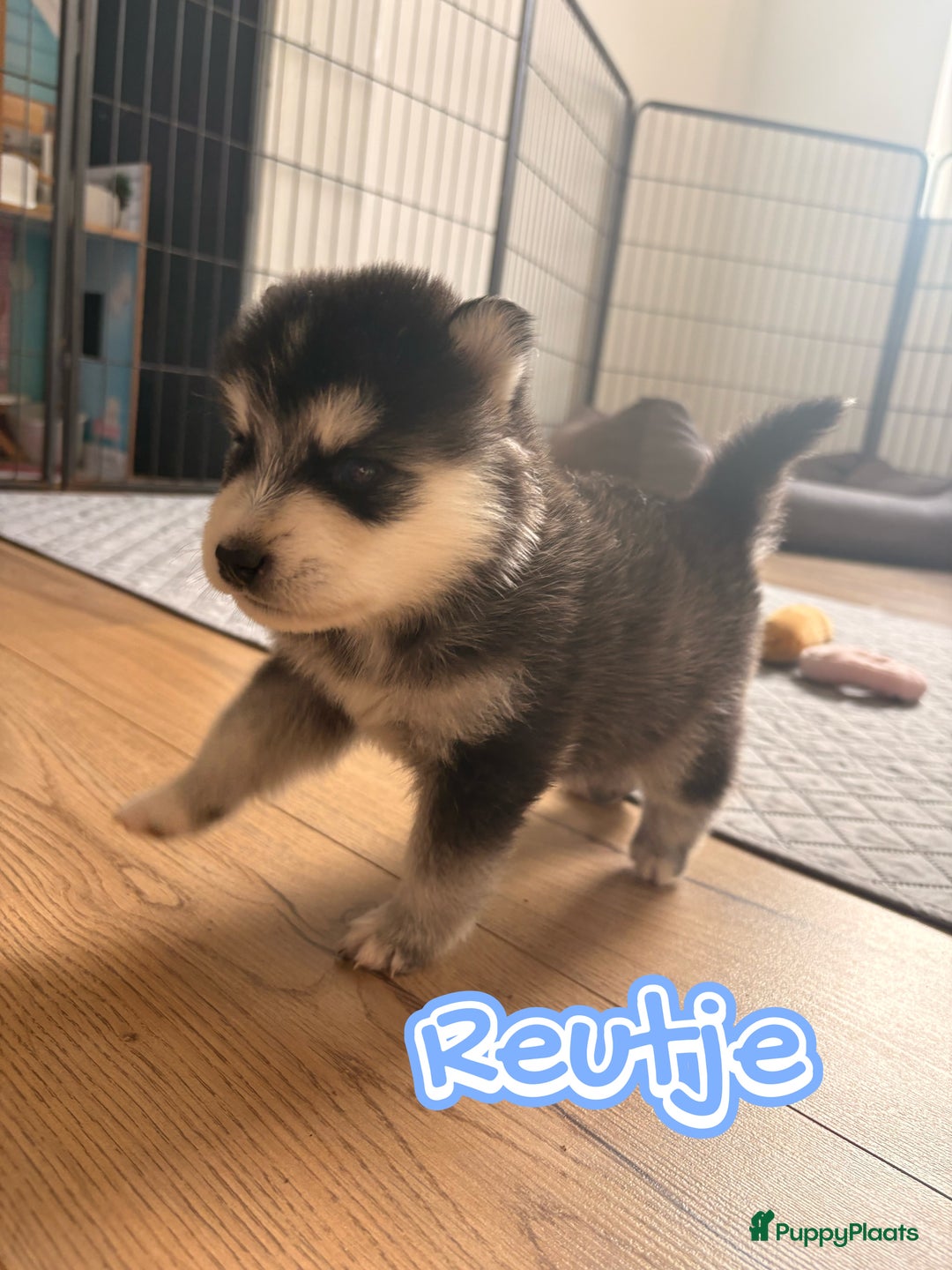 Pomsky honden te koop: 🌟 Prachtige Pomsky Pups te Koop  - Advertentie 23